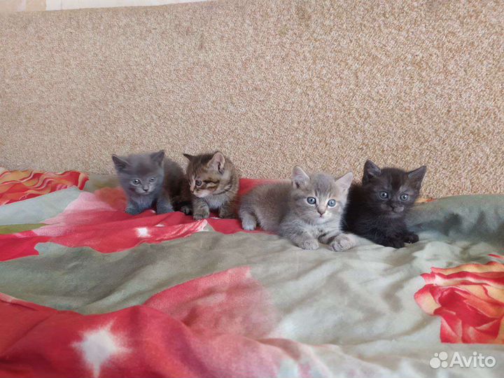 Отдам котят в добрые руки