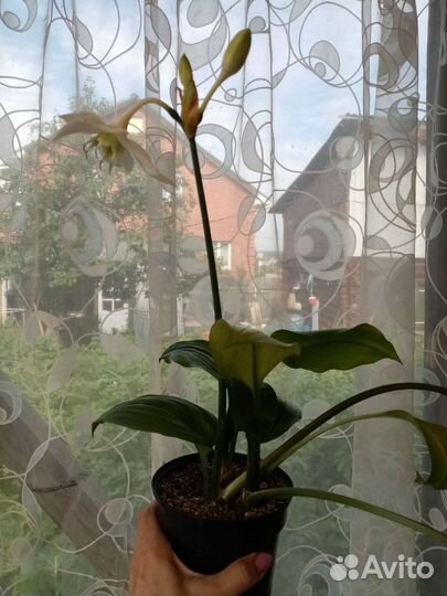 Эухарис амазонская лилия