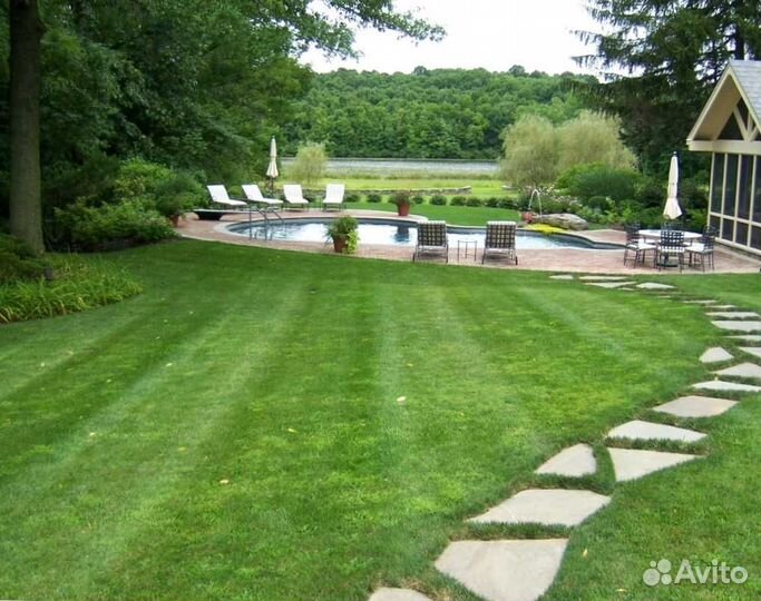 Рулонный газон, посевной газон