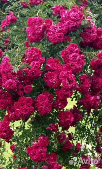 Роза плетистая 