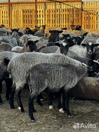 Племенные романовские овцы ягнята