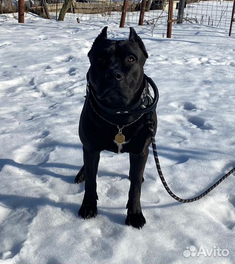 Питбуль вязка