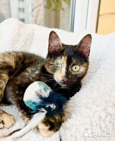 Особенная котёнок Корица