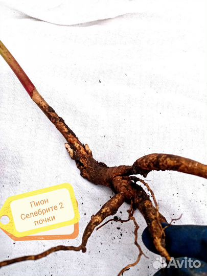 Пион Селебрите