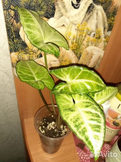 Сингониум и строманта триколор