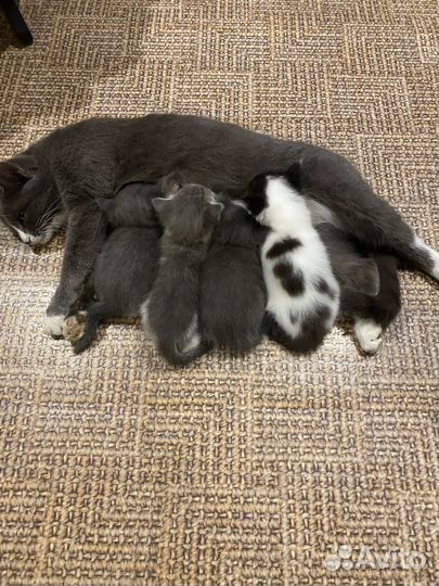 Котята