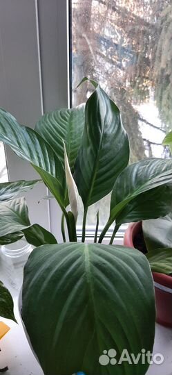 Комнатные растения