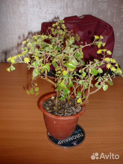 Комнатные цветы