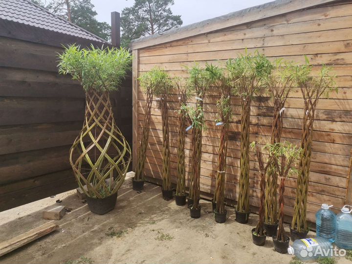 Бутылочное дерево из ивы