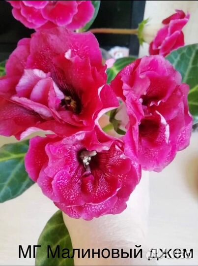 Клубешки Глоксиний