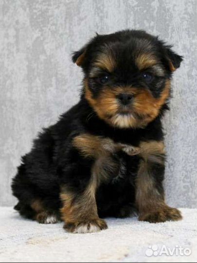 Йоркширский терьер щенки