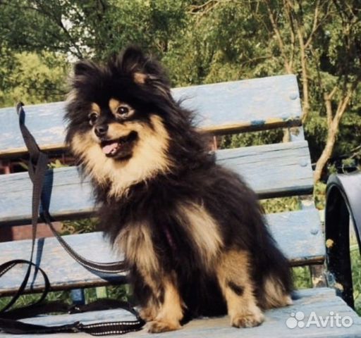 Мальчик померанский шпиц предлагается для вязки