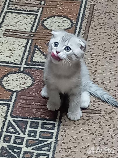 Семпатулька котик