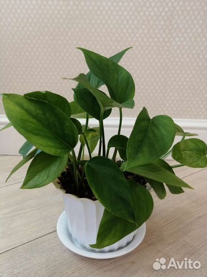 Эпипремнумы Золотистый, Жаде, Сильвер Энн