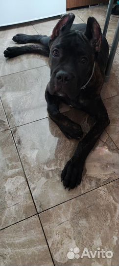 Щенки кане корсо бесплатно