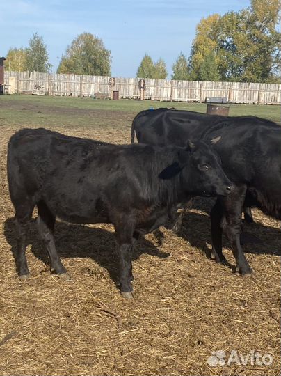 Коровы, телки, бычки мясные