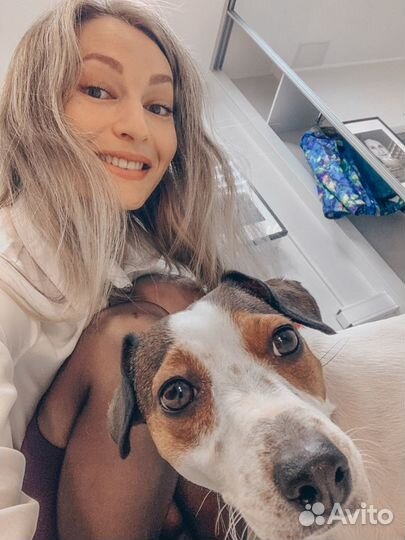 Передержка кошек