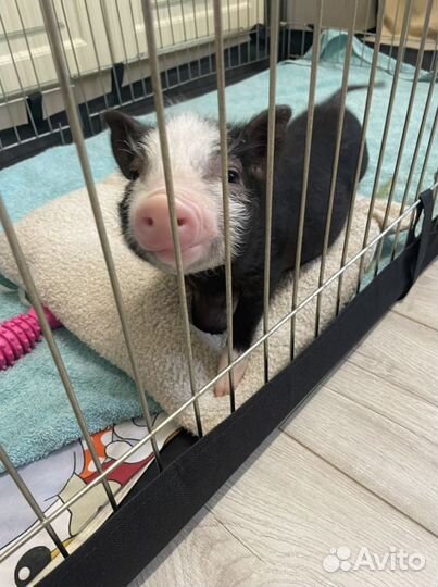 Гостиница для животных домашнего типа