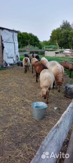 Овцы бараны
