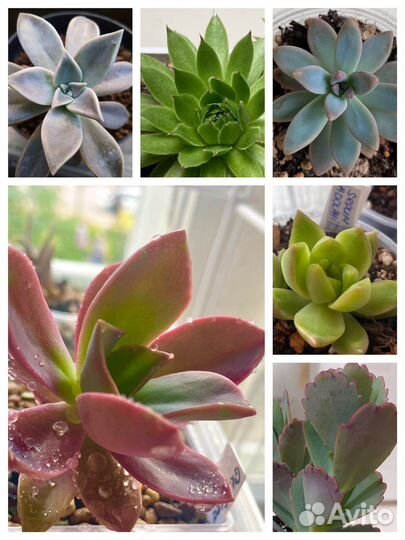 Суккуленты набор детки