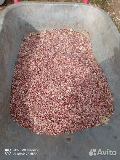 Семена чеснока