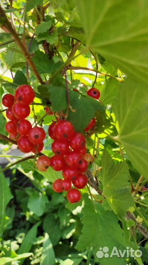 Смородина черная, красная