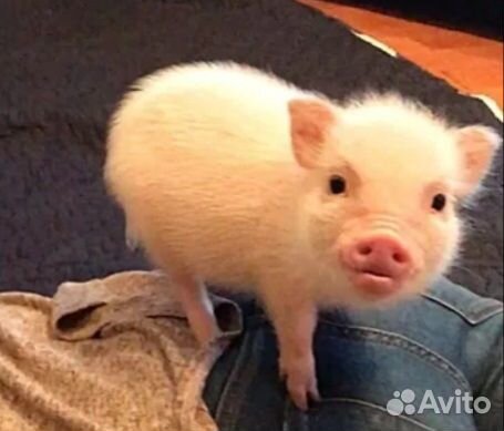 Мини micro пиги
