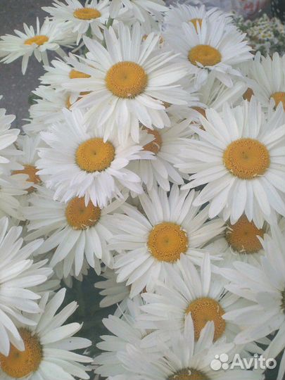 Ромашка опт и розница