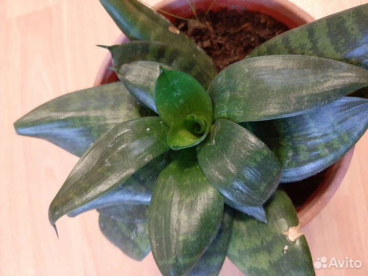 Сансевиерия