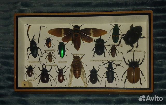 Коллекции бабочек и жуков в рамках