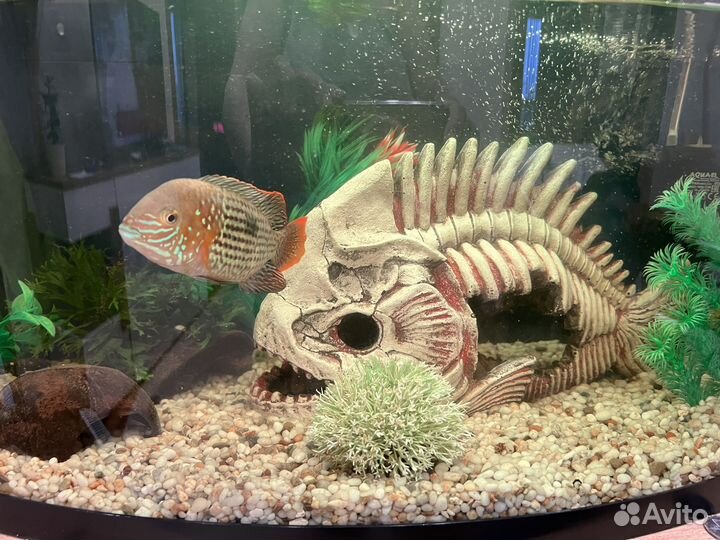 Аквариум с рыбками