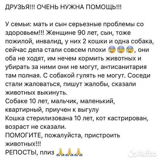 Кошка в добрые руки