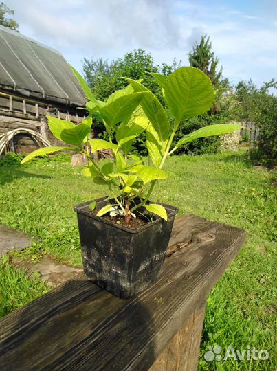 Гортензия розовая