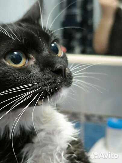 Домашние животные