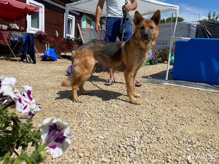 Собака ищет дом