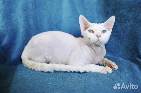 Девон-рекс вязка