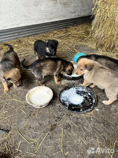 Щенки