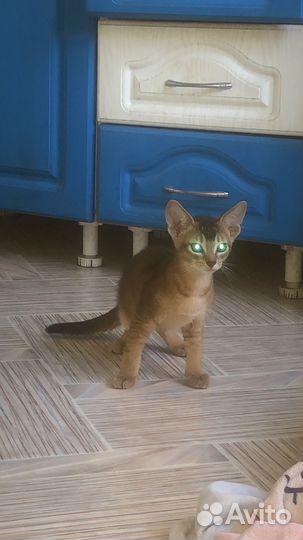 Котята Чаузи