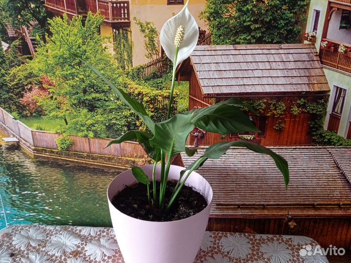 Спатифилум, Гибискус