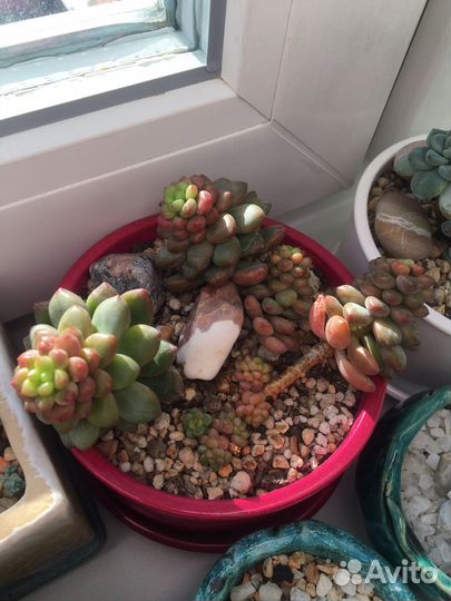 Суккуленты