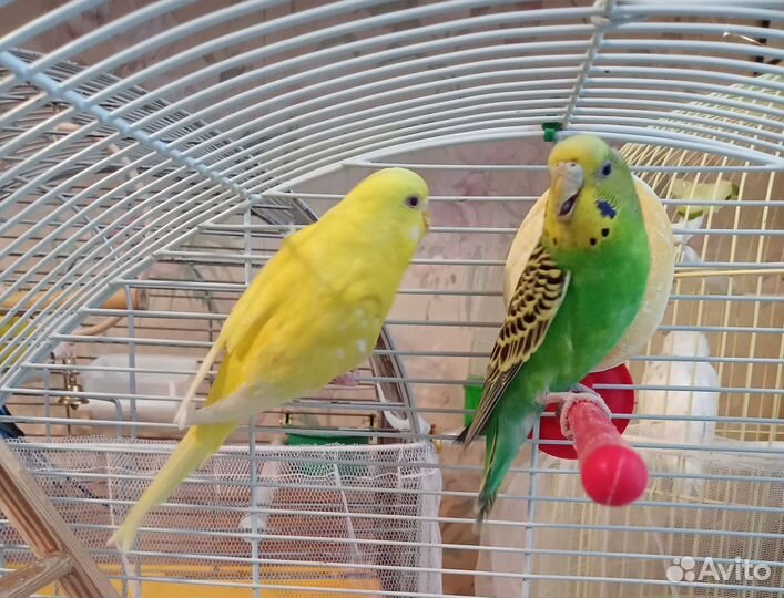 Птенцы волнистый попугай