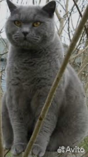 Британские котята короткошерстные б/документоа