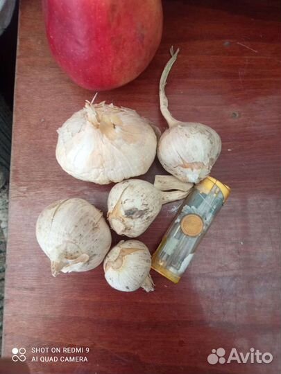 Лукочеснок Рокамбуль