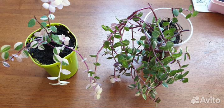 Каллизия бьянка