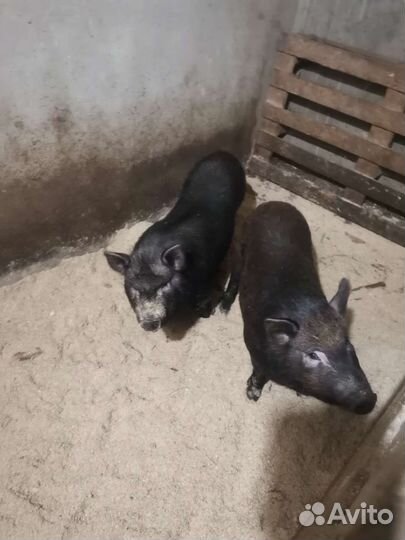 Вьетнамская вислобрюхая