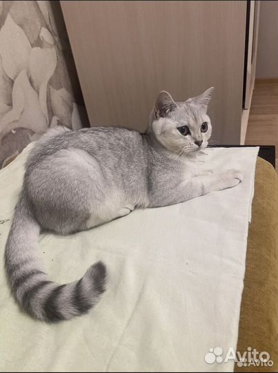 Продам Шотландских серебрянные шиншилы