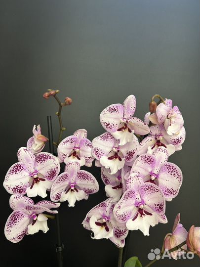 Орхидея фаленопсис биг лип