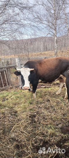 Корова стельная дойная