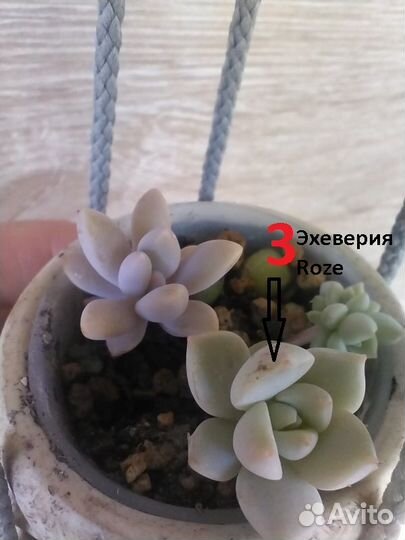 Комнатные растения