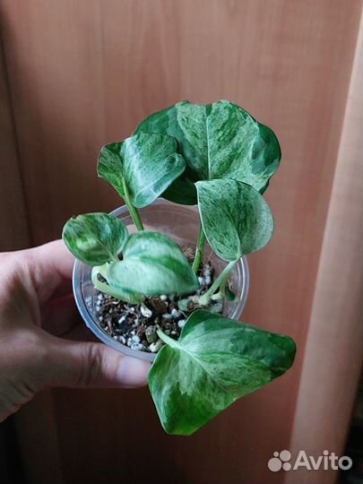 Эпипремнум, филодендрон